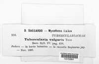 Tubercularia vulgaris image